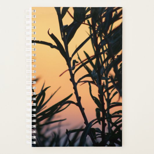 Vegetation bei Sonnenuntergang Planer (Vorderseite)