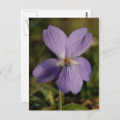 Veilchen Postkarte (Vorne/Hinten)