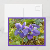 Veilchen Postkarte (Vorne/Hinten)