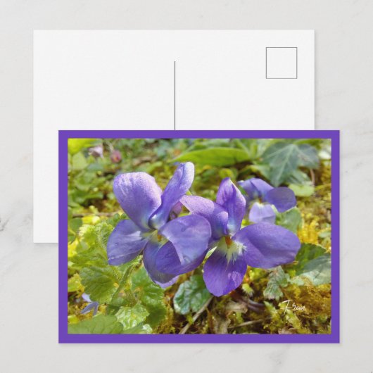 Veilchenpostkarte Postkarte (Vorne/Hinten)
