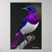 Veilchenrückenstar poster (Vorne)