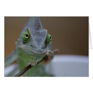 Veiled Chameleon