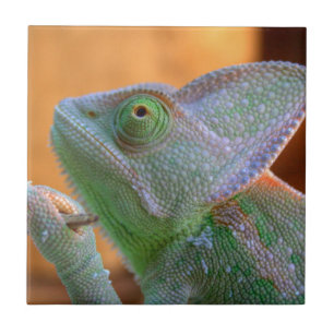 Veiled Chameleon Fliese