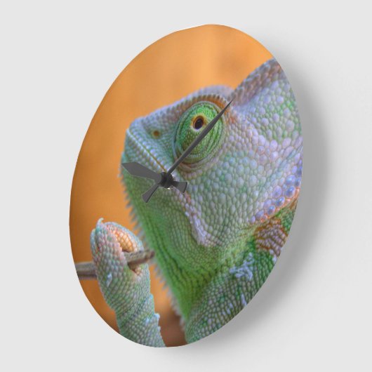 Veiled Chameleon Große Wanduhr (Winkel)