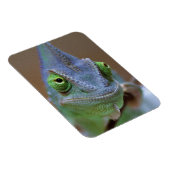 Veiled Chameleon Magnet (Rechte Seite)