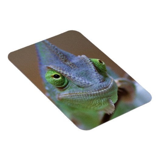 Veiled Chameleon Magnet (Rechte Seite)