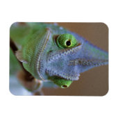 Veiled Chameleon Magnet (Horizontal)