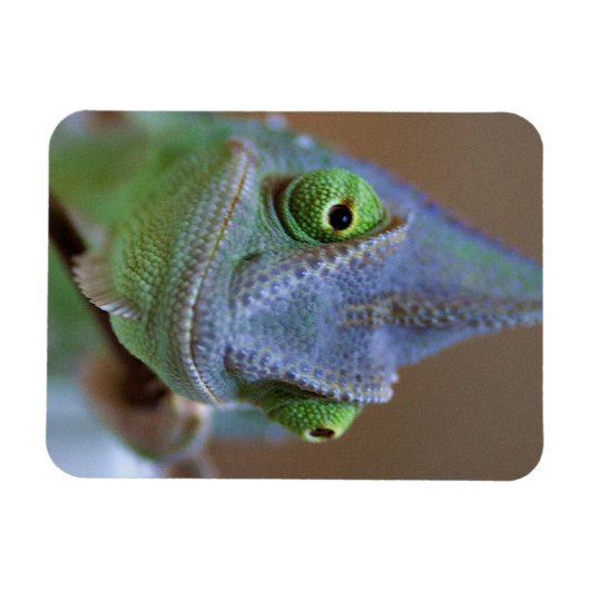Veiled Chameleon Magnet (Horizontal)