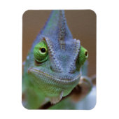 Veiled Chameleon Magnet (Vertikal)