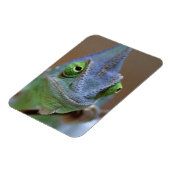 Veiled Chameleon Magnet (Linke Seite)