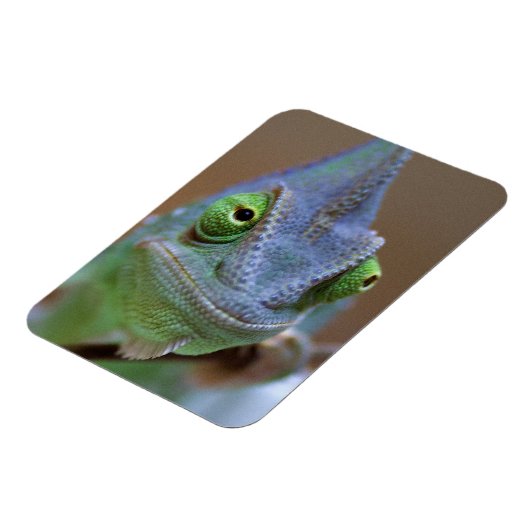 Veiled Chameleon Magnet (Linke Seite)