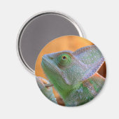 Veiled Chameleon Magnet (Vorderseite/Rückseite)