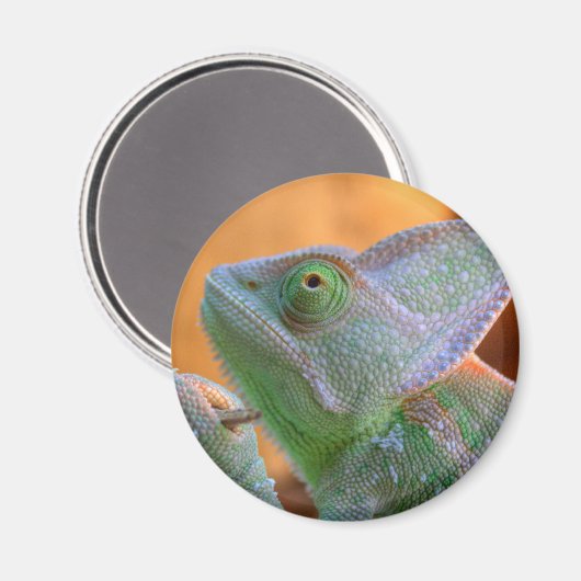 Veiled Chameleon Magnet (Vorderseite/Rückseite)