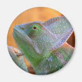 Veiled Chameleon Magnet (Vorne)