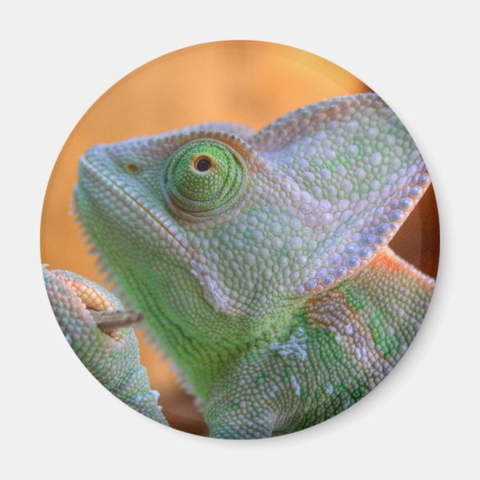 Veiled Chameleon Magnet (Vorne)