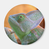 Veiled Chameleon Magnet (Vorne)