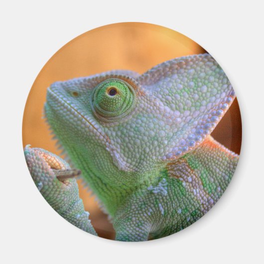 Veiled Chameleon Magnet (Vorne)
