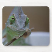 Veiled Chameleon Mousepad (Vorne)