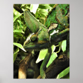 Veiled Chameleon Poster (Vorne)