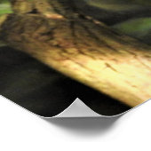 Veiled Chameleon Poster (Ecke)