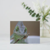 Veiled Chameleon Postkarte (Stehend Vorderseite)