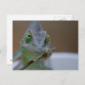 Veiled Chameleon Postkarte (Vorne/Hinten)