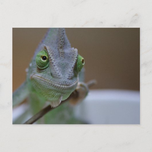 Veiled Chameleon Postkarte (Vorderseite)