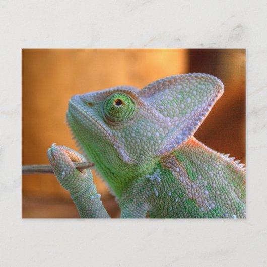 Veiled Chameleon Postkarte (Vorderseite)
