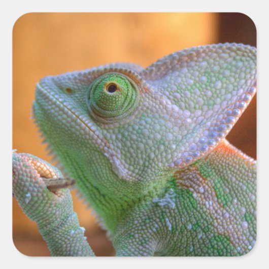 Veiled Chameleon Quadratischer Aufkleber (Vorderseite)