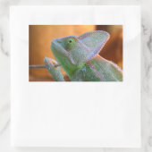 Veiled Chameleon Rechteckiger Aufkleber (Tasche)