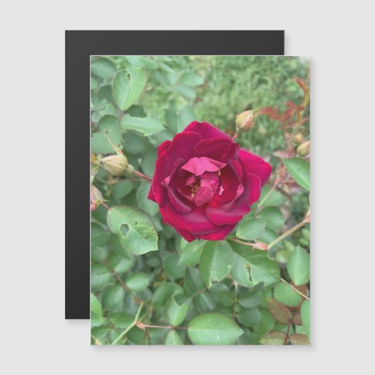 Veiled Rose Magnet (Vorne/Hinten)