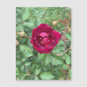 Veiled Rose Magnet (Vorderseite)