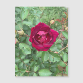 Veiled Rose Magnet