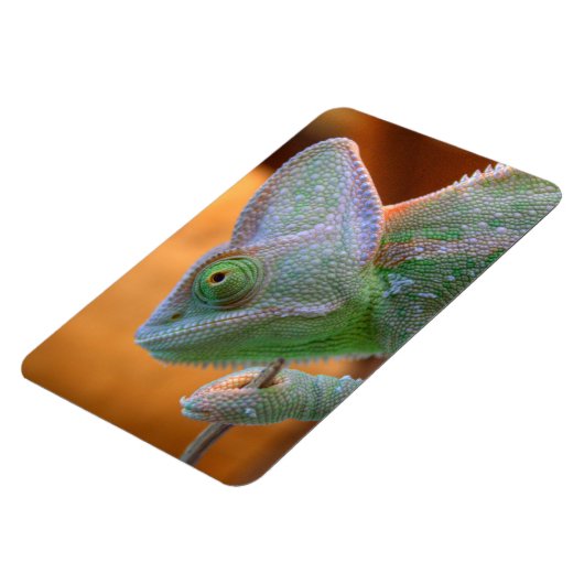 Veiled Yemen Chameleon Magnet (Linke Seite)