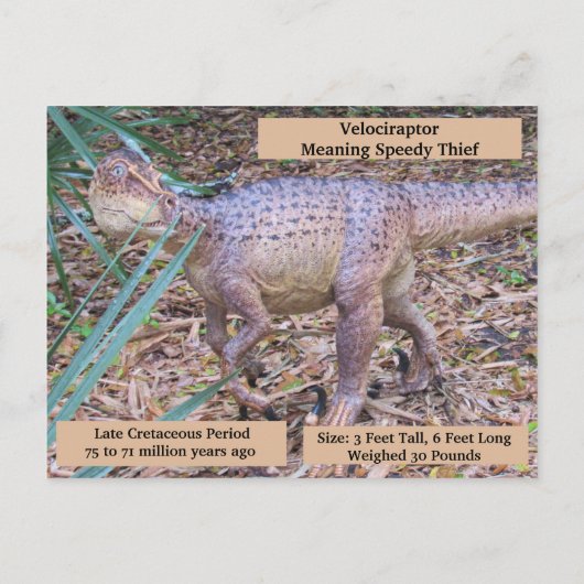 Velociraptor - Dinosaur - Lernkarte Postkarte (Rückseite)