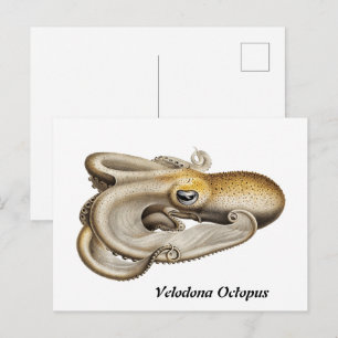 Velodona octopus (1898-1899) postkarte