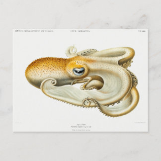 Velodona-Oktopus von Carl Chun Postkarte