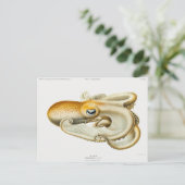 Velodona-Oktopus von Carl Chun Postkarte (Stehend Vorderseite)