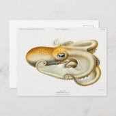 Velodona-Oktopus von Carl Chun Postkarte (Vorne/Hinten)