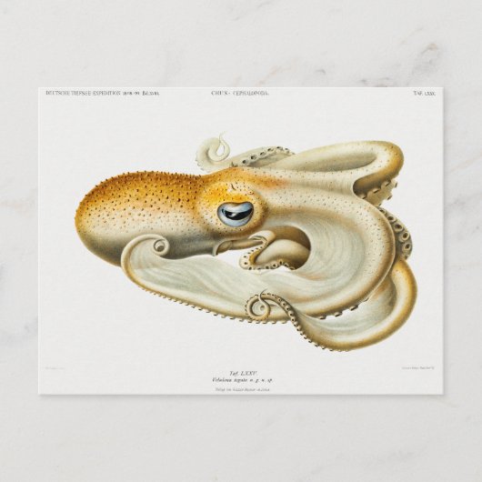 Velodona-Oktopus von Carl Chun Postkarte (Vorderseite)