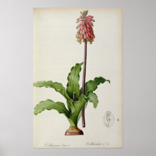 Veltheimia Capensis, von `Les Liliacees', c.1805 Poster