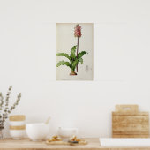 Veltheimia Capensis, von `Les Liliacees', c.1805 Poster (Küche)