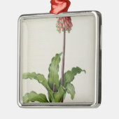 Veltheimia Capensis, von "Les Liliacees", c.1805 Silbernes Ornament (Links)