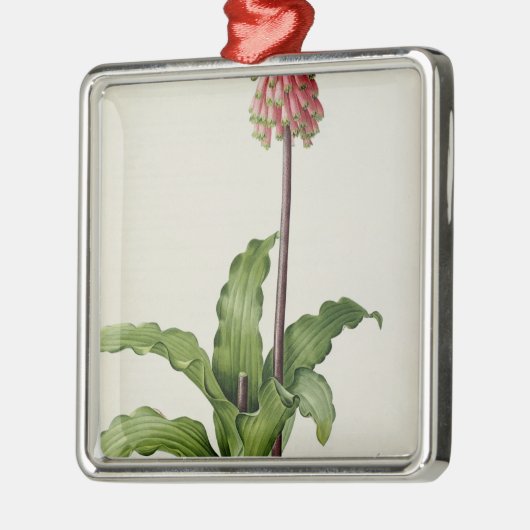 Veltheimia Capensis, von "Les Liliacees", c.1805 Silbernes Ornament (Links)