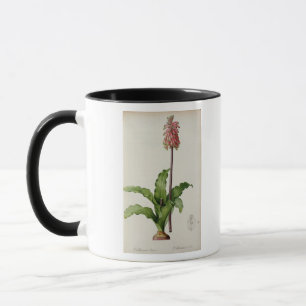 Veltheimia Capensis, von "Les Liliacees", c.1805 Tasse