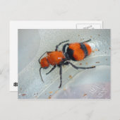 Velvet Ant. Postkarte (Vorne/Hinten)
