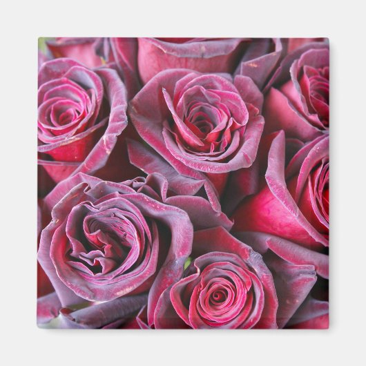 Velvet Beauty Magnet (Vorne)