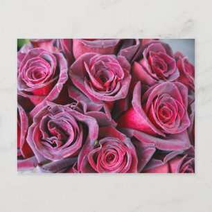 Velvet Beauty Postkarte