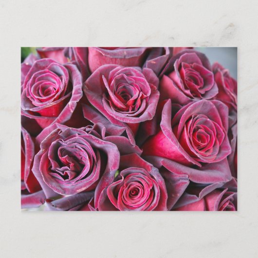 Velvet Beauty Postkarte (Vorderseite)