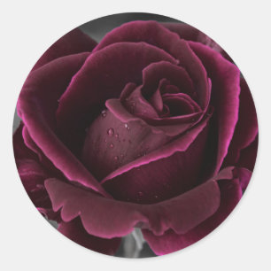 Velvet Burgundy Rose Runder Aufkleber